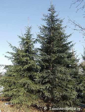 Picea glauca